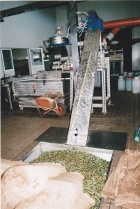 Die Oliven werden in Säcken in der Ölmühle angeliefert.