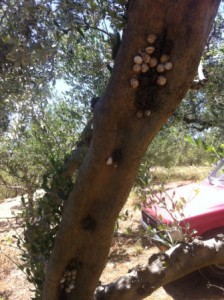 In den Astlöchern der Koroneiki-Oliven finden die Schnecken Schutz