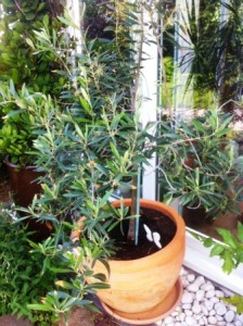 In Deutschland üblicherweise erhältlicher Olivenbaum