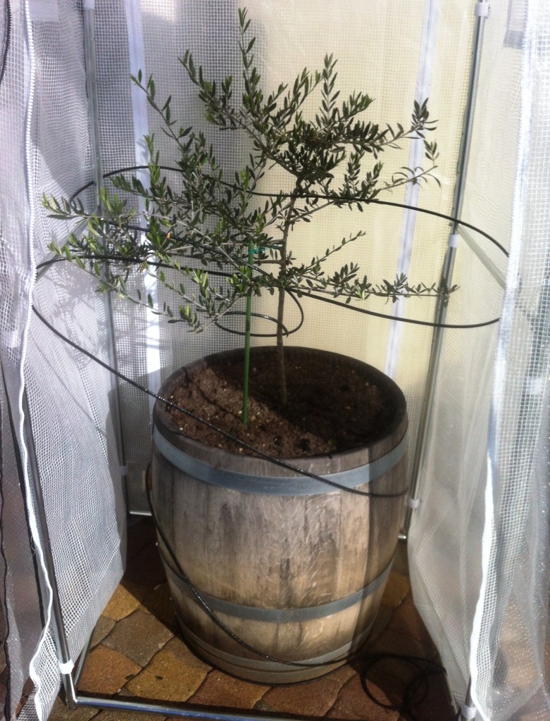 Winterschutz für Olivenbaum mit Heizung Olivenöl aus Kreta