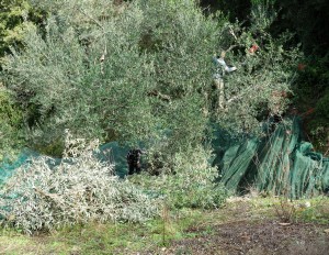 Klettern in luftiger Höhe um alle Oliven zu ernten