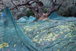 Geerntete Oliven auf den Netzen unter den Olivenbäumen