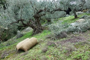 Olivensäcke a 55 kg