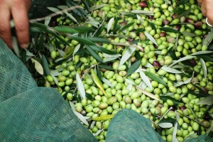 grüne Oliven frisch geerntet