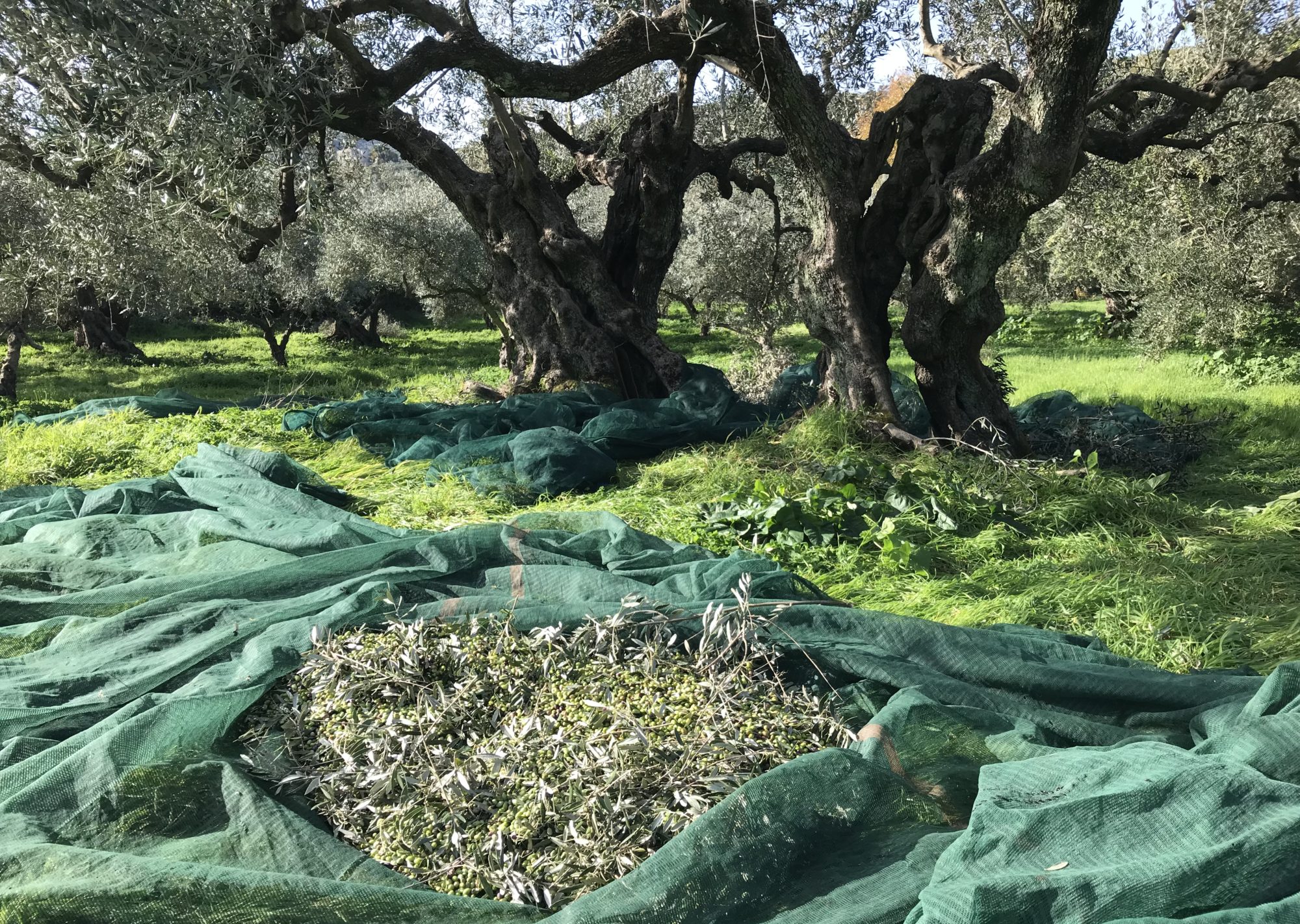 Isolierung fr Olivenbaum - Olivenl aus Kreta